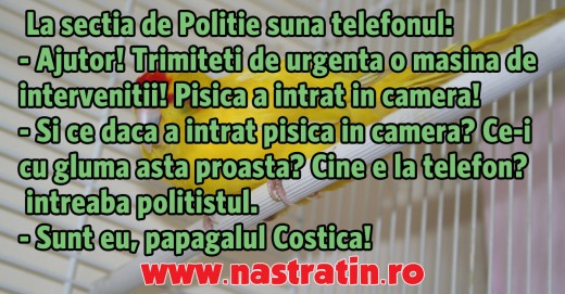 Papagalul Costica