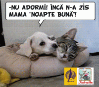 NOAPTE BUNA!