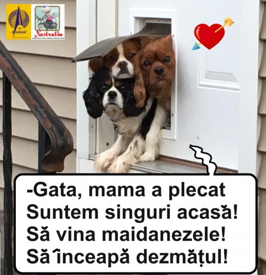 Sa inceapa dezmatul!