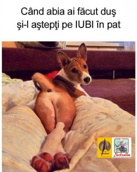 In asteptarea iubitului