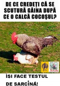 Gaina si cocosul